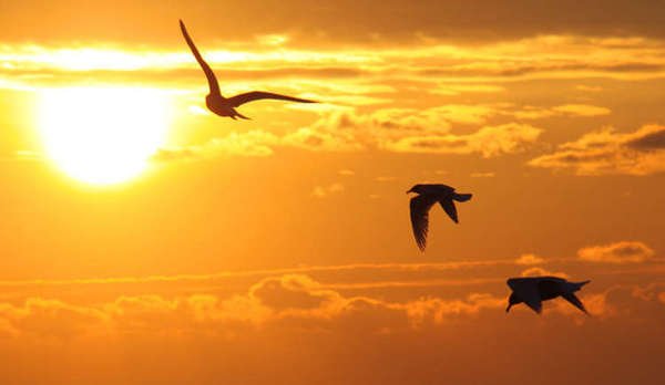 Oiseaux au coucher du soleil